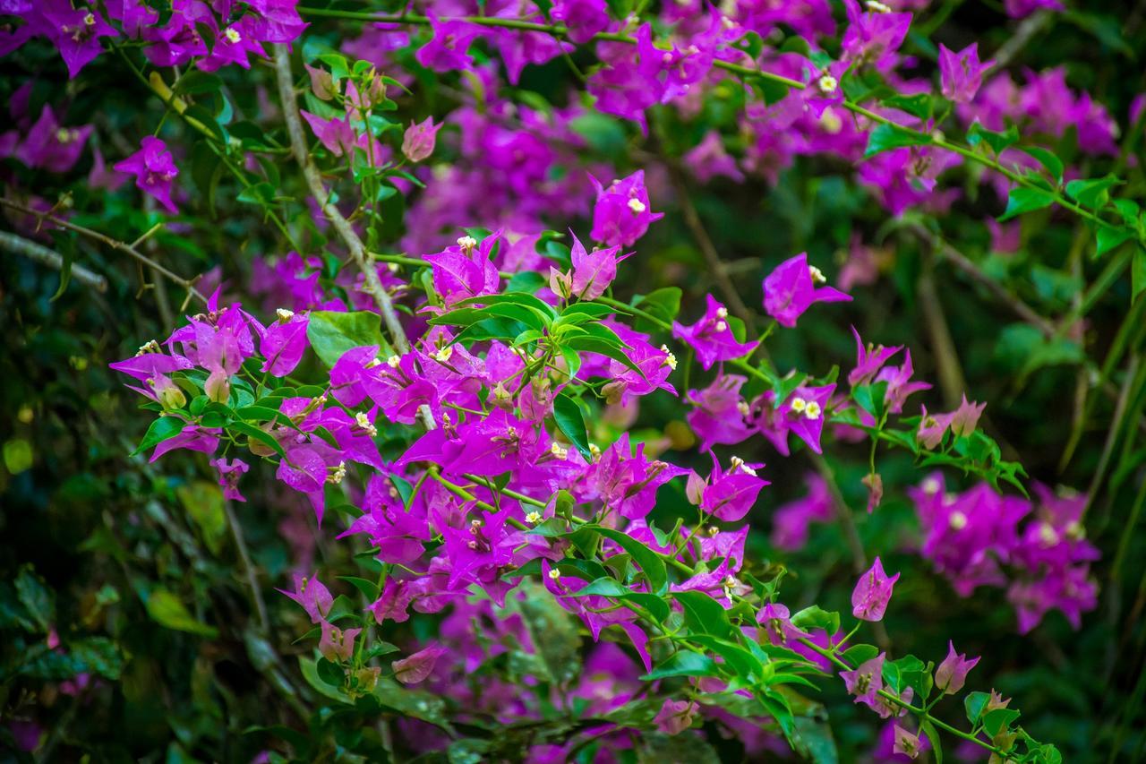 The Goddess Garden Eco-Resort Cahuita Exterior photo